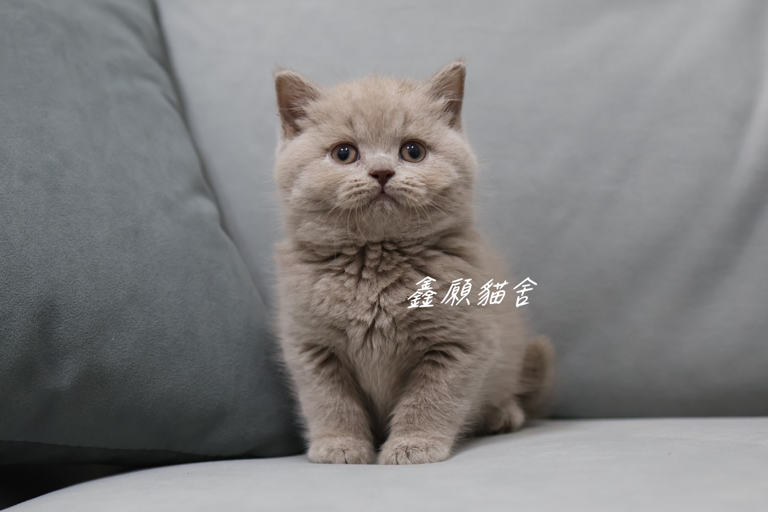 鑫願貓舍／紫丁香英國短毛貓