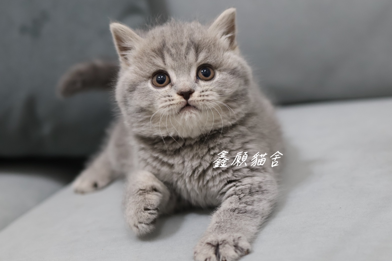 Read more about the article 鑫願貓舍／藍虎斑英國短毛貓