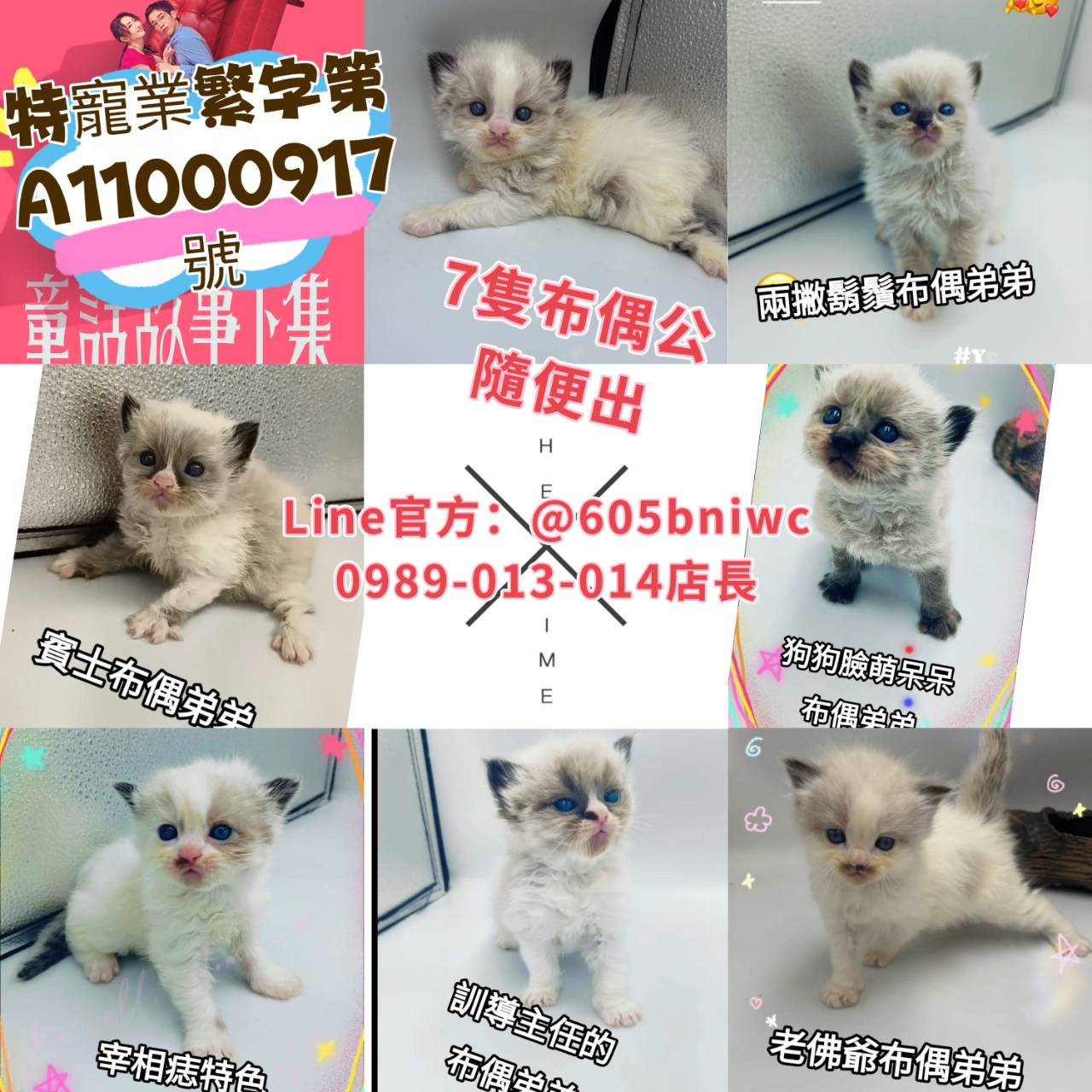 You are currently viewing 刻在你心底的貓／布偶貓