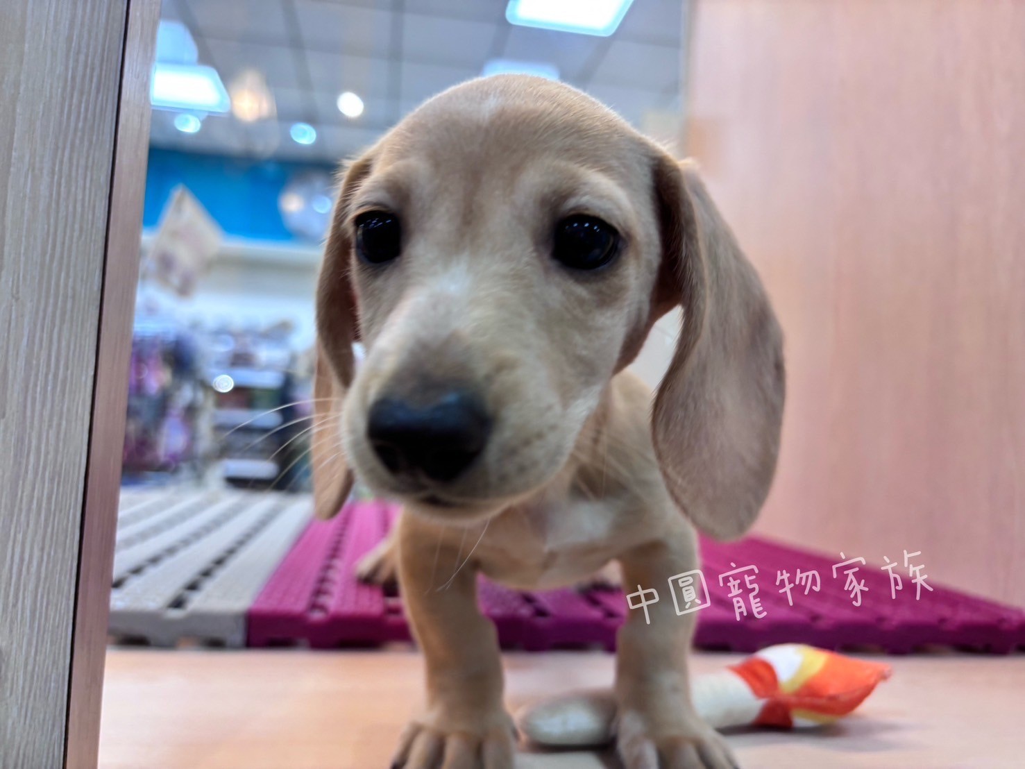 Read more about the article 中圓寵物家族／奶油短毛臘腸犬