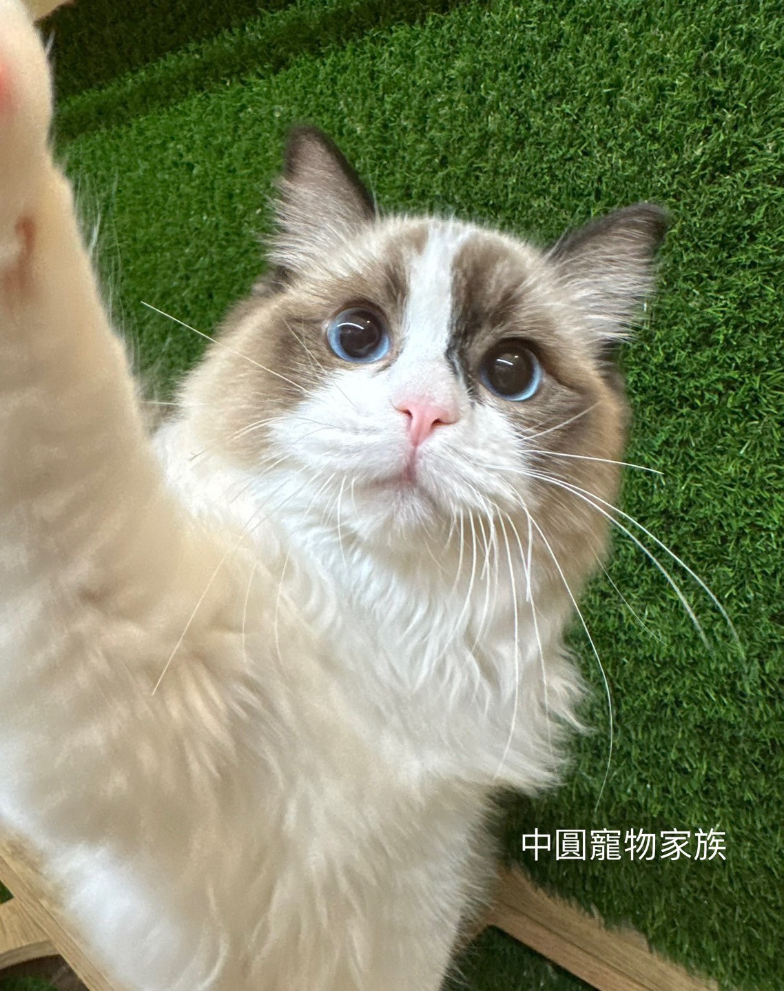 中圓寵物家族／海豹雙色布偶貓