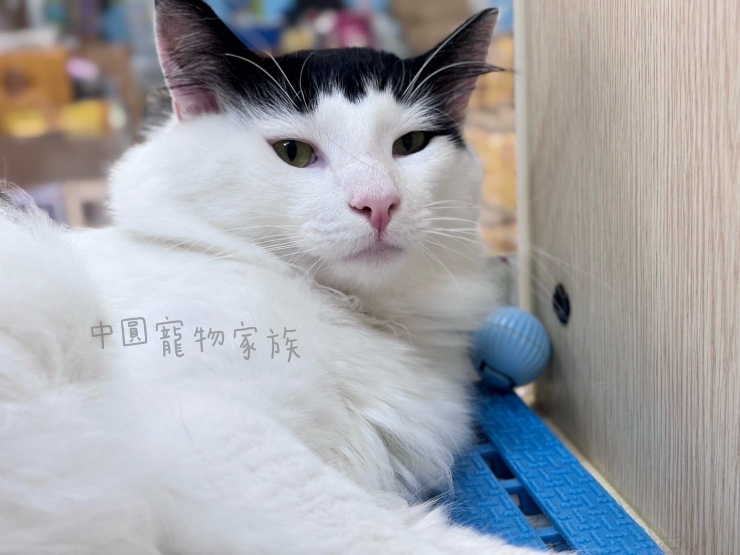 Read more about the article 中圓寵物家族／黑白色挪威森林