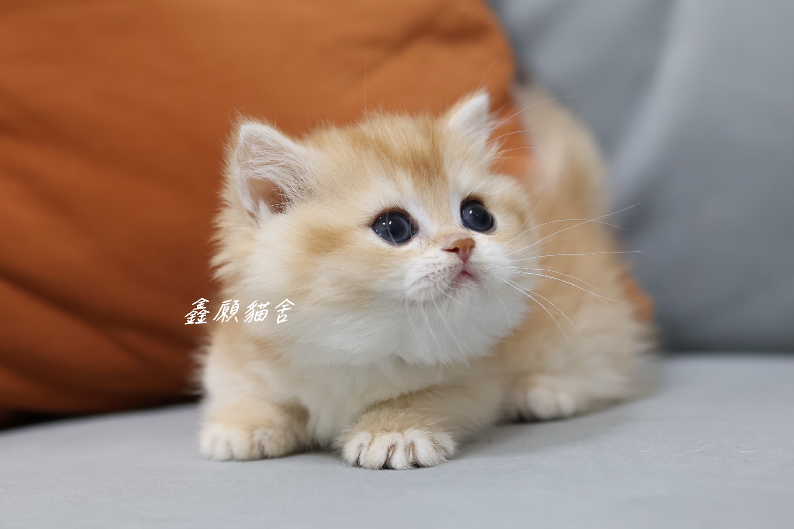Read more about the article 鑫願貓舍／金漸層英國短毛貓