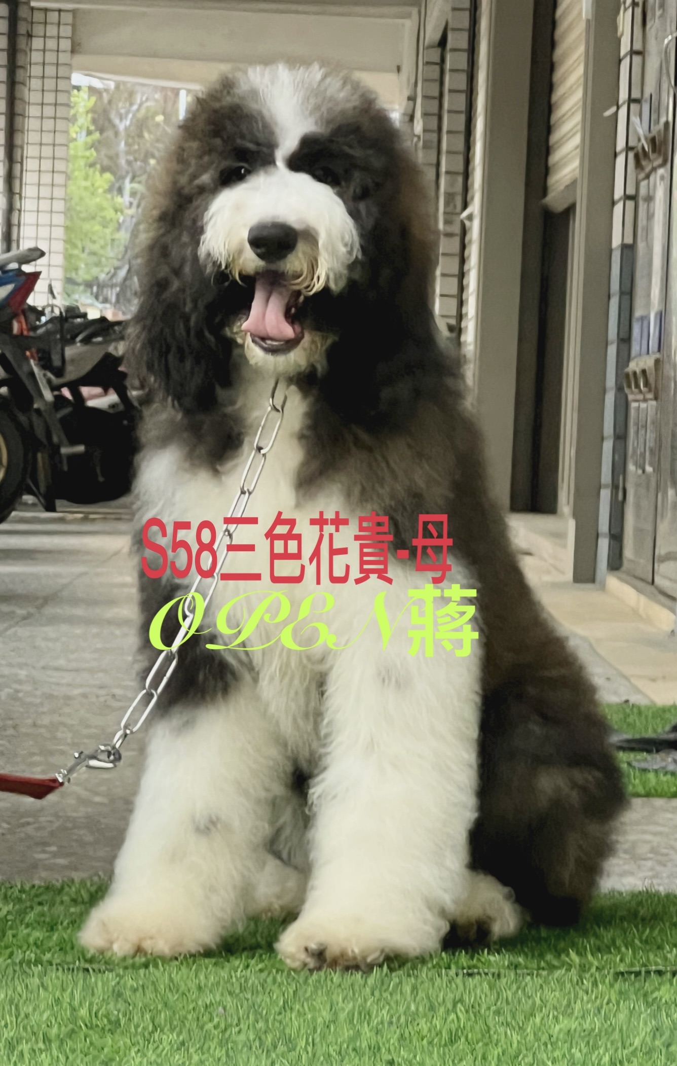 Read more about the article OPEN蔣犬舍／三色花巨型貴賓