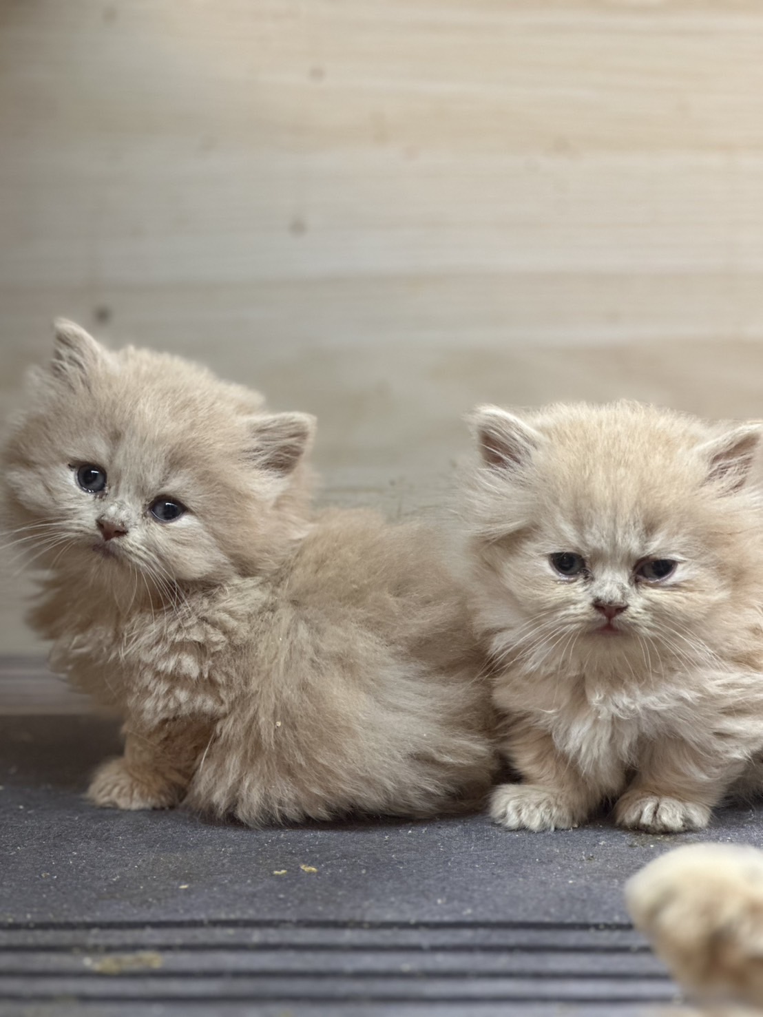 Read more about the article 天使貓園／奶油色英國長毛貓