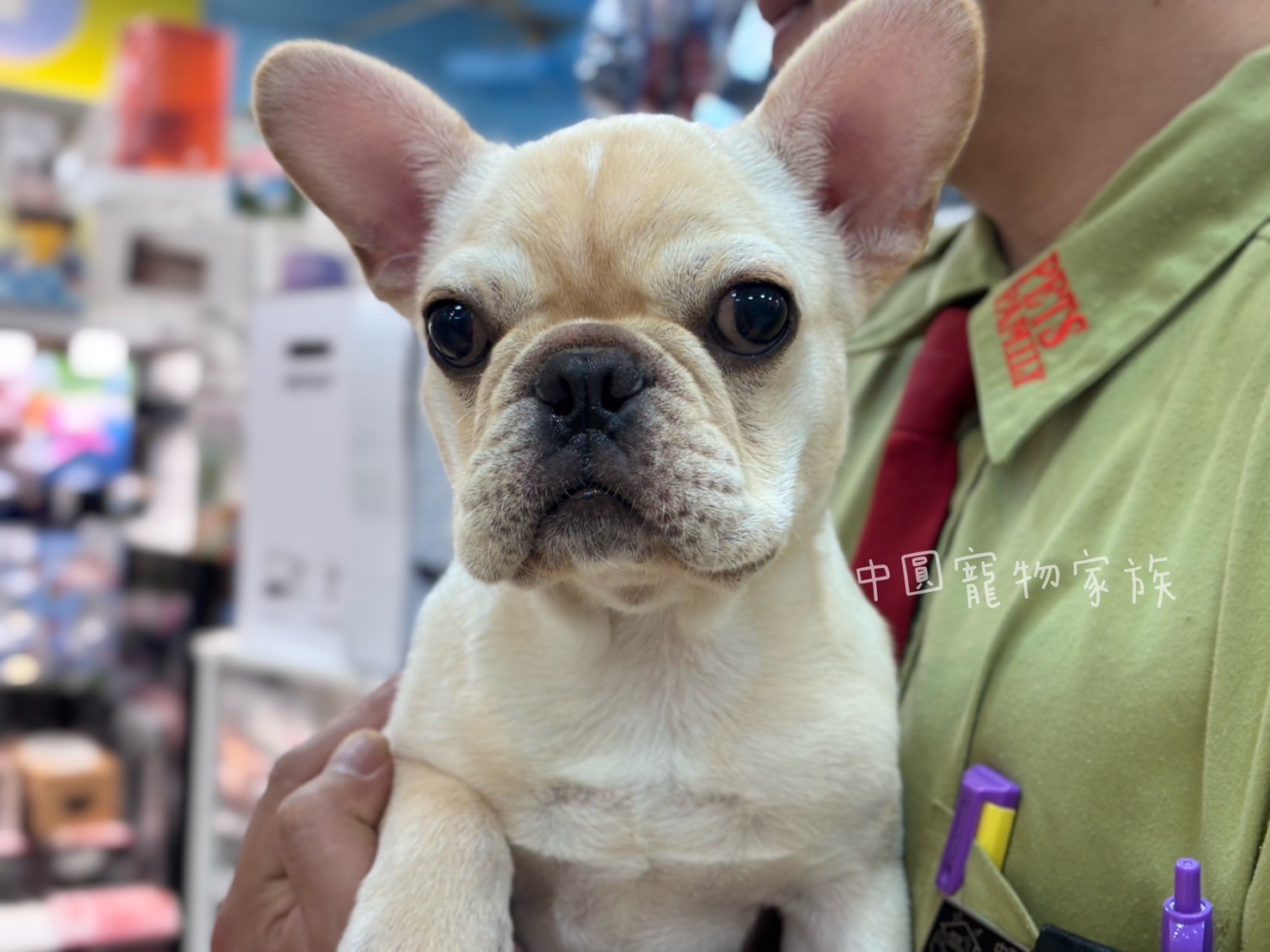 中圓寵物家族／奶油色法國鬥牛犬