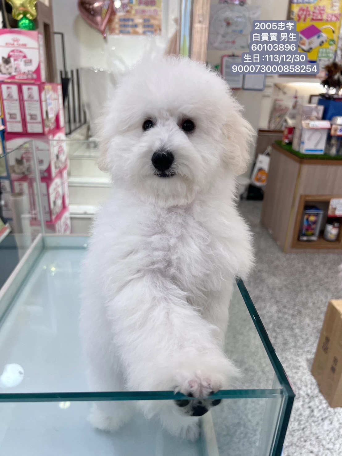 中圓寵物家族／白色貴賓犬