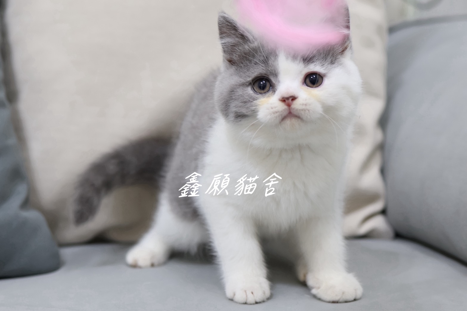 Read more about the article 鑫願貓舍／藍白賓士英國短毛貓