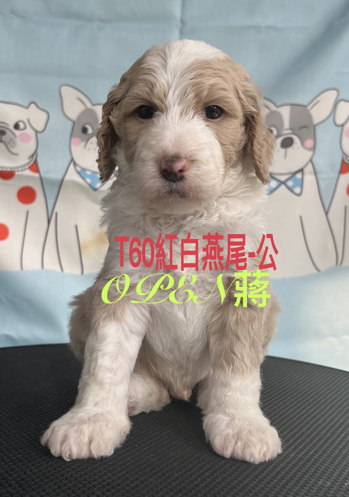 Read more about the article OPEN蔣犬舍／紅白燕尾巨型貴賓