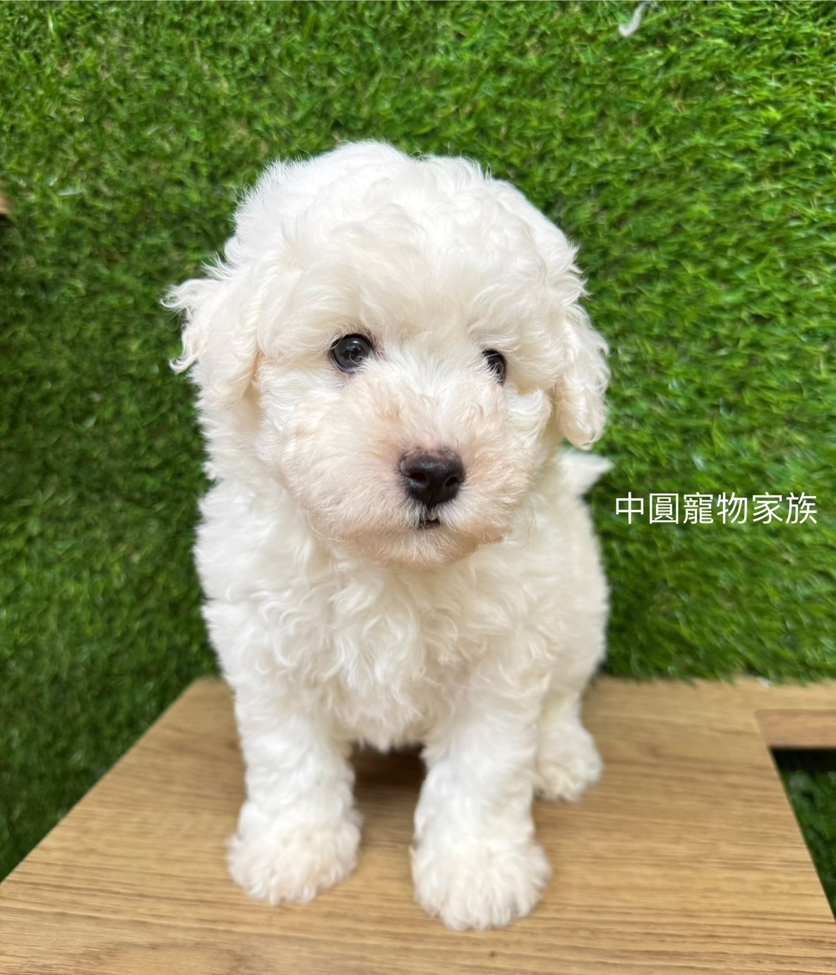 中圓寵物家族／比熊犬