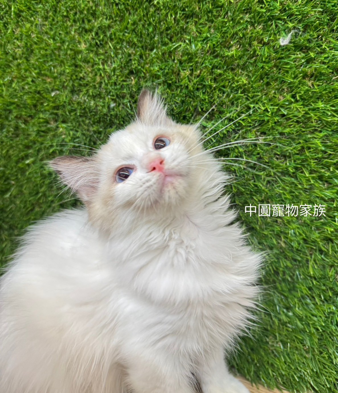 中圓寵物家族／雙色布偶貓